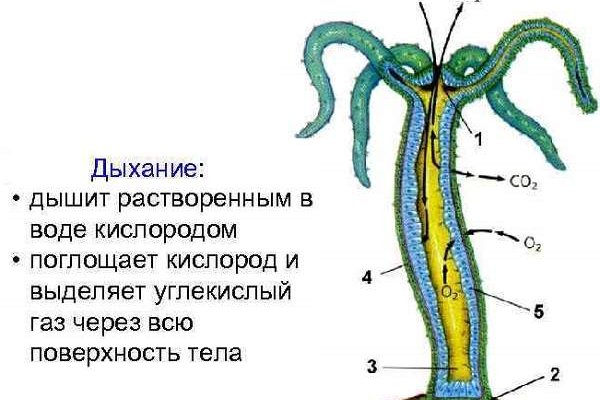 Кракен наркошоп ссылка